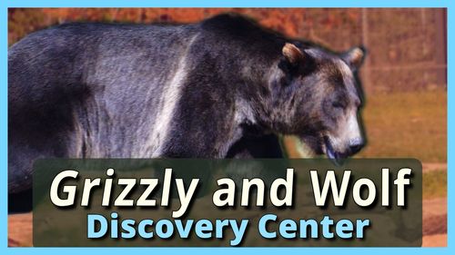 Episode 16: Grizzly and Wolf Discovery Center